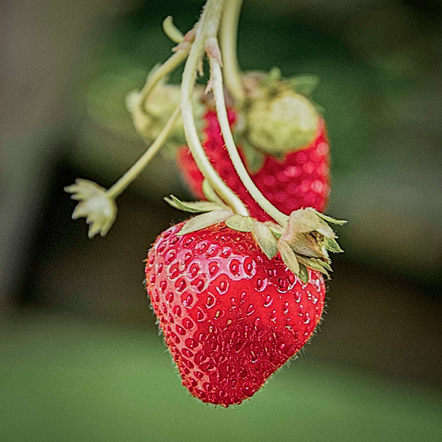 Close-up vie red ozark beauty strawberries.