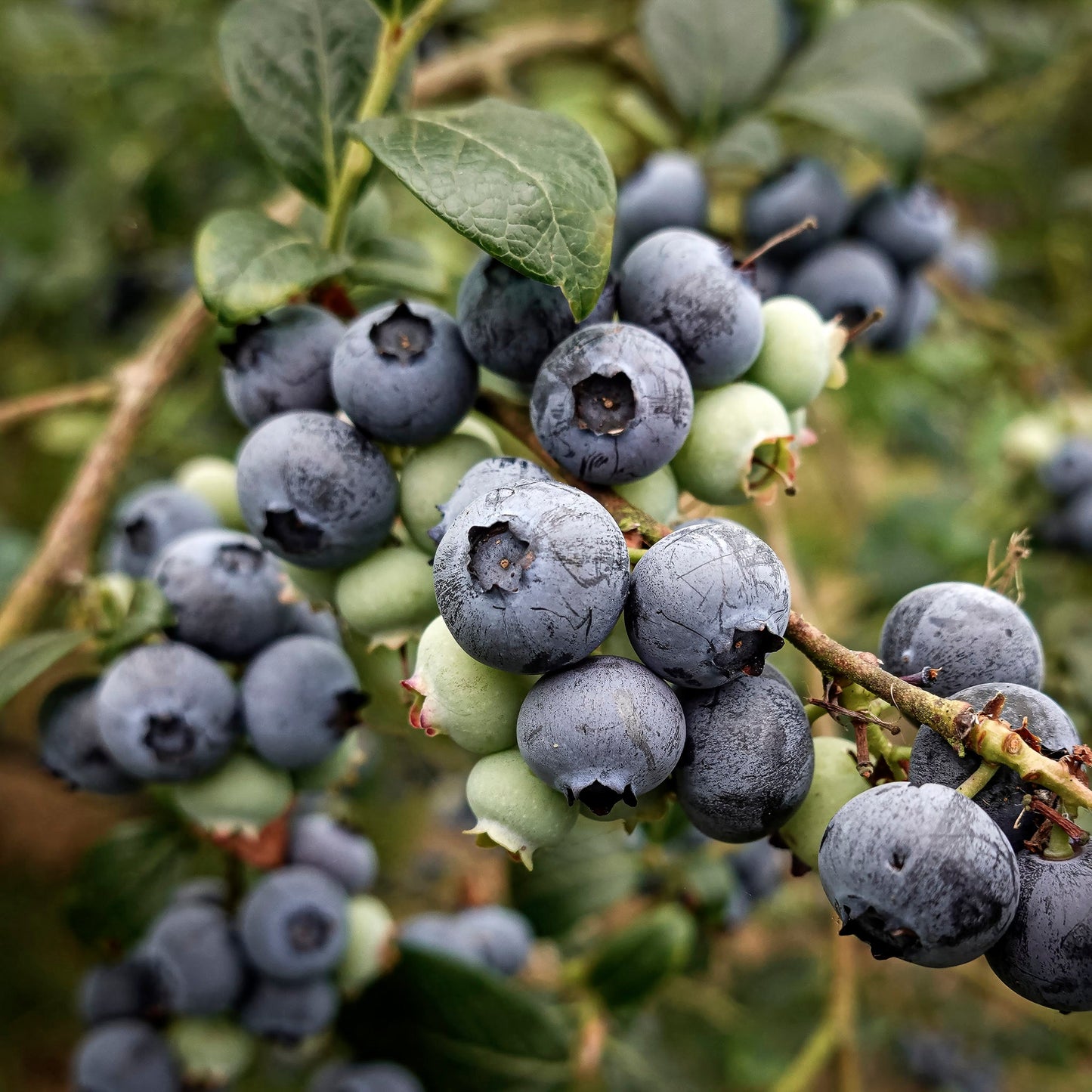 Close-up view of Patriot Blueberries.