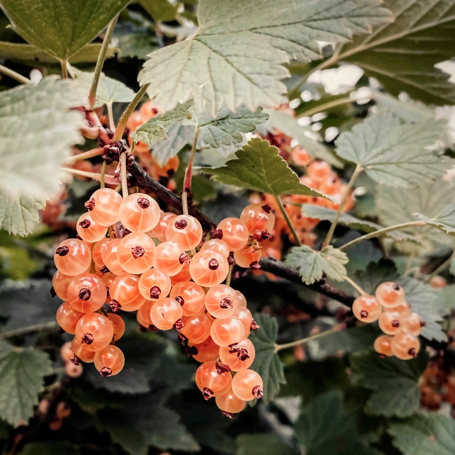 Close-up view Pink Currant Gloria Des Sablons.