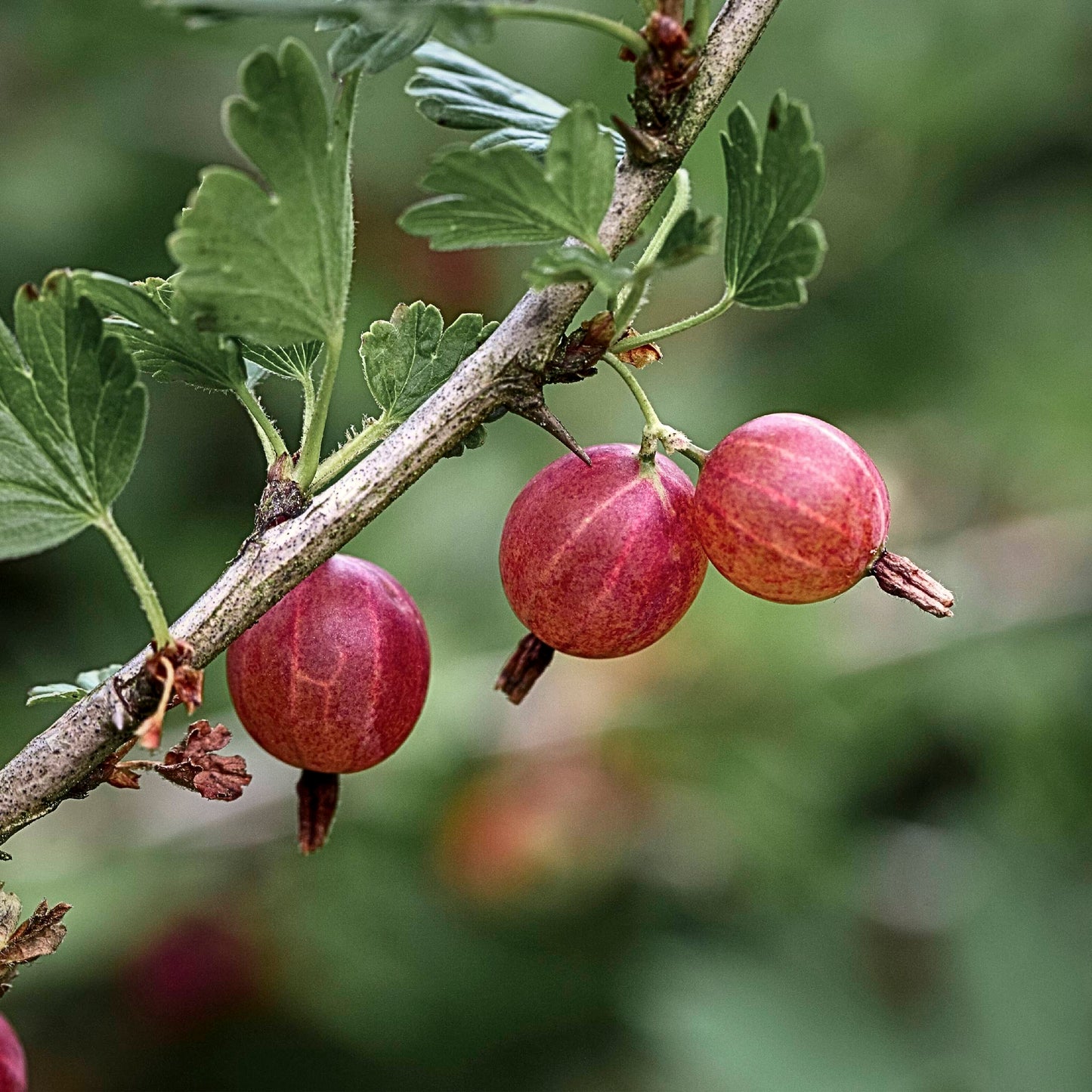 Close-up view of soft red to pink Pixwell Gooseberries.