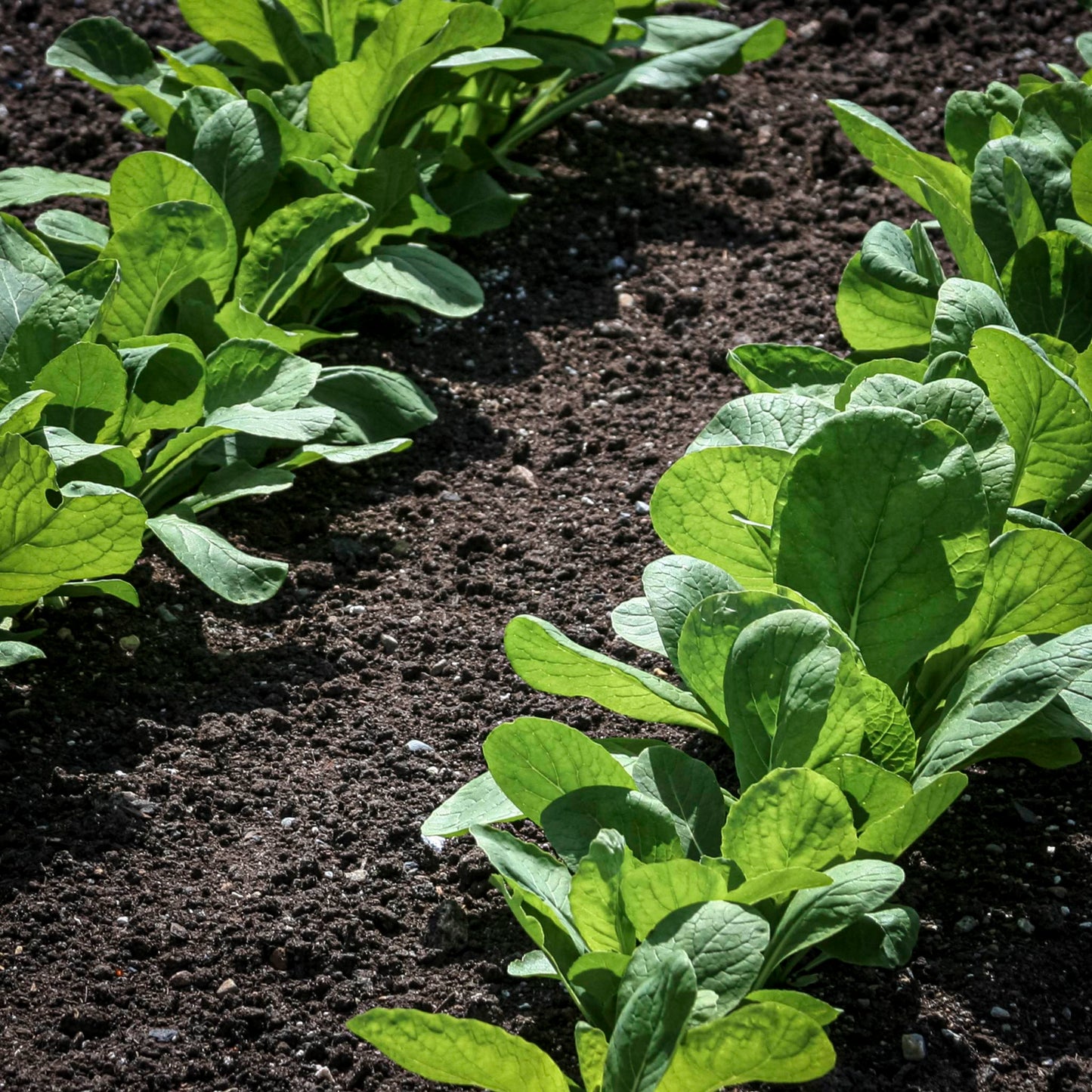 Vegetable Tray | Full