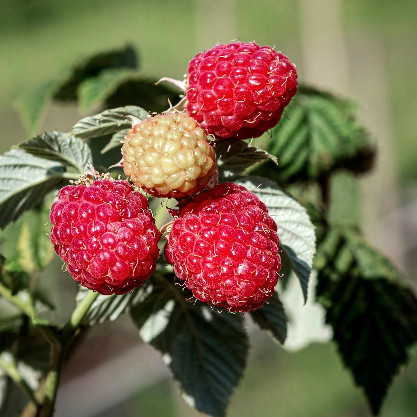 Close-up view of Prelude Red Raspberries.