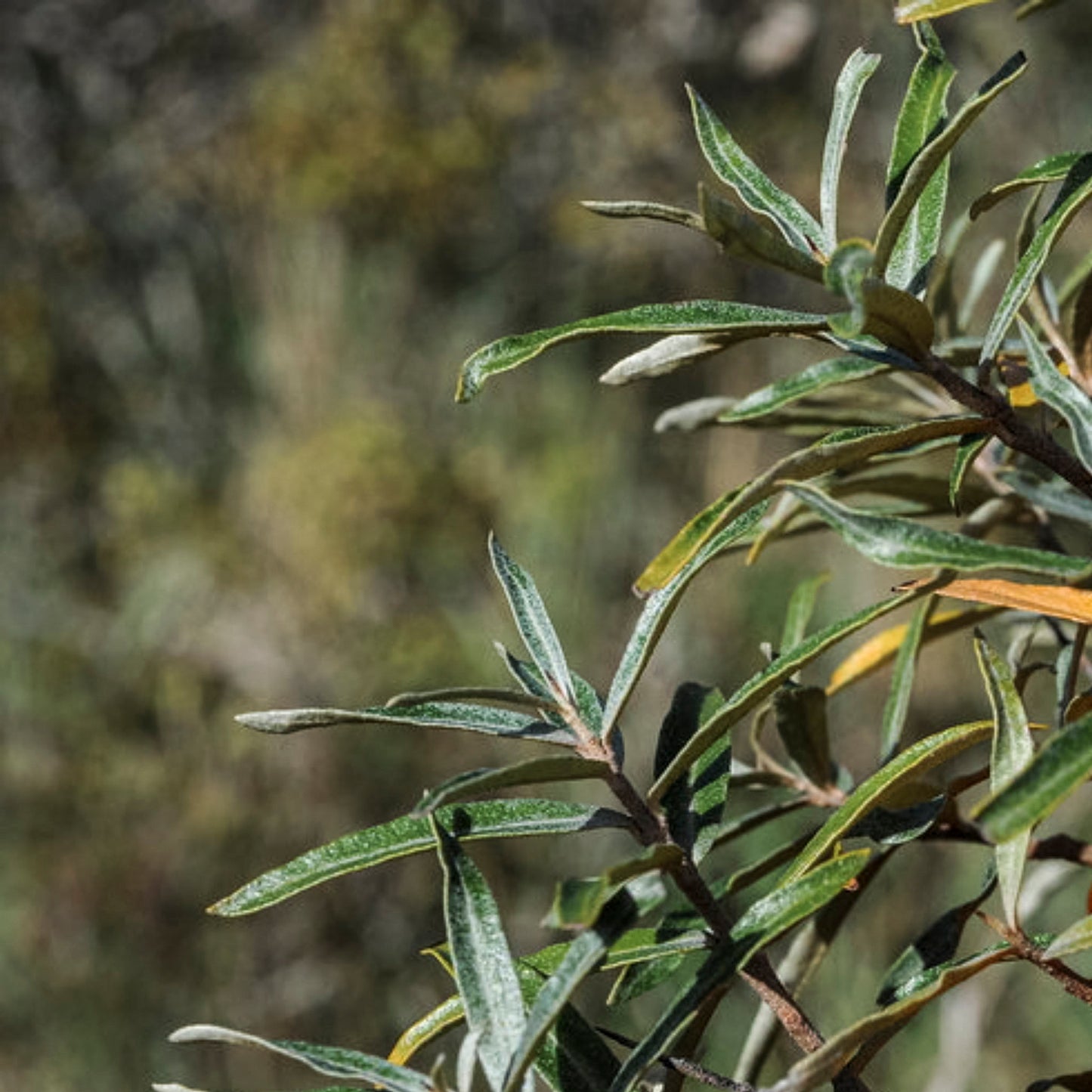 Close-up view of Sea Berry Pollmix