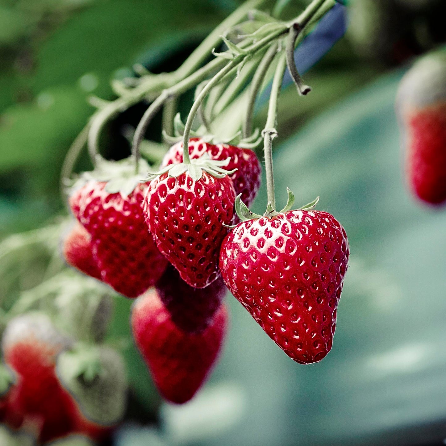 Close-up view of Seascape Strawberries.