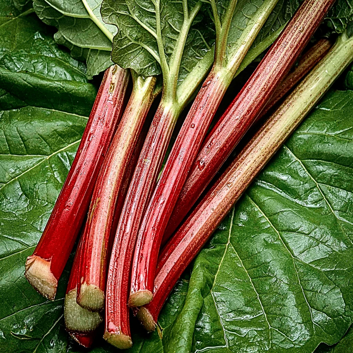 Close-up view of Strawberry Red Rhubarb.