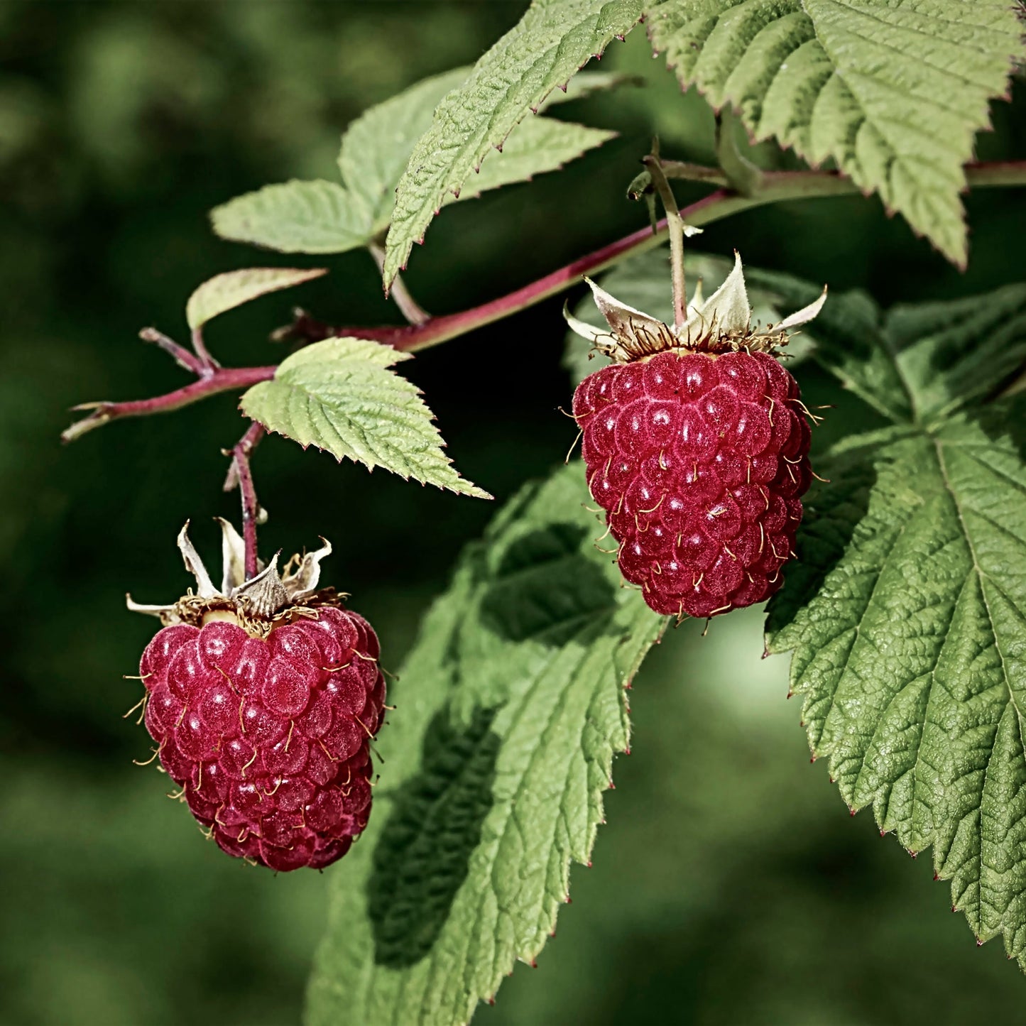 Close-up view of two red Tulameen Raspberries.