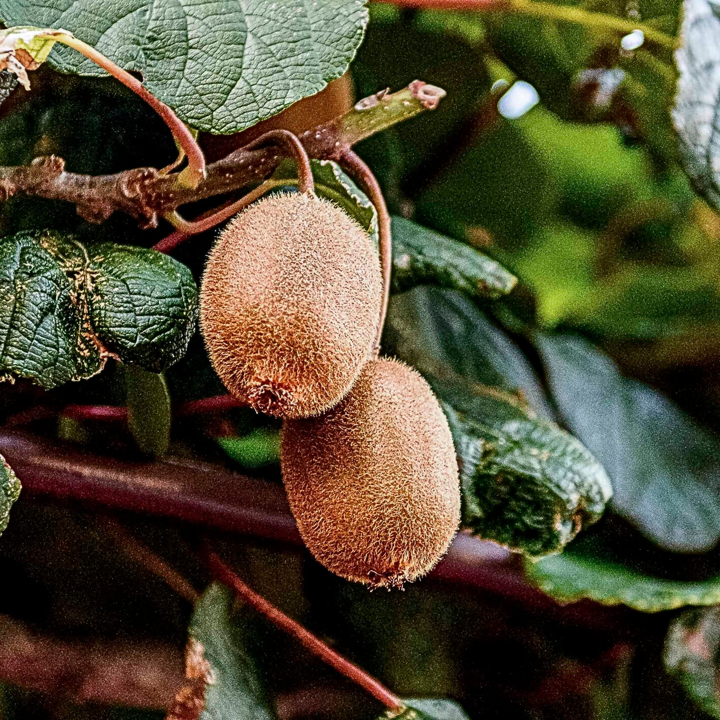 Close-up view of two Vincent Kiwi.