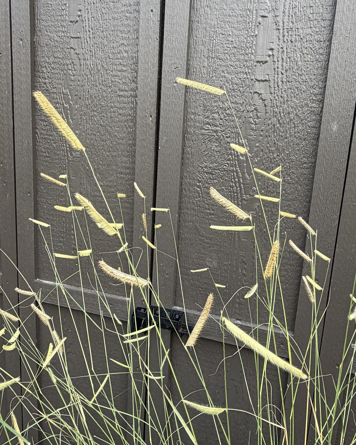 Blonde Ambition Blue Grama Grass (Bouteloua gracilis 'Blonde Ambition') — view 2
