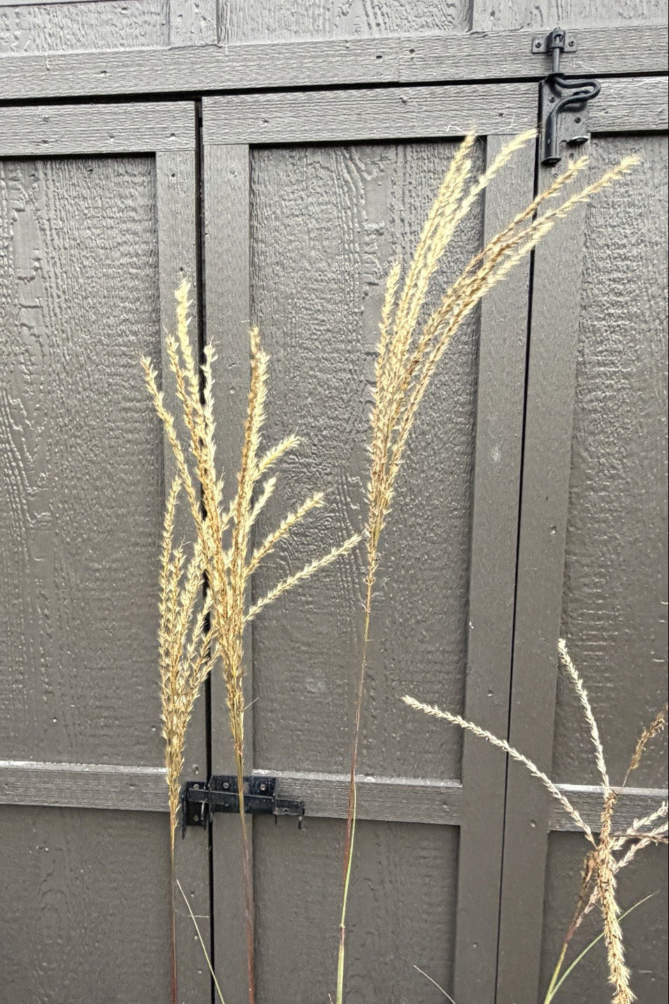 Serengeti Maiden Grass (Miscanthus sinensis 'Serengeti') — view 2