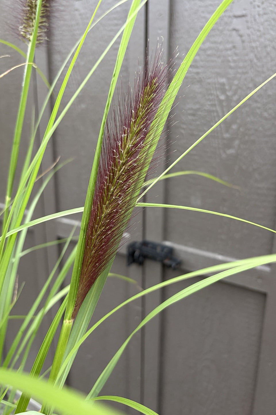 Black Beauty Fountain Grass (Pennisetum alopecuroides 'Black Beauty') — view 2