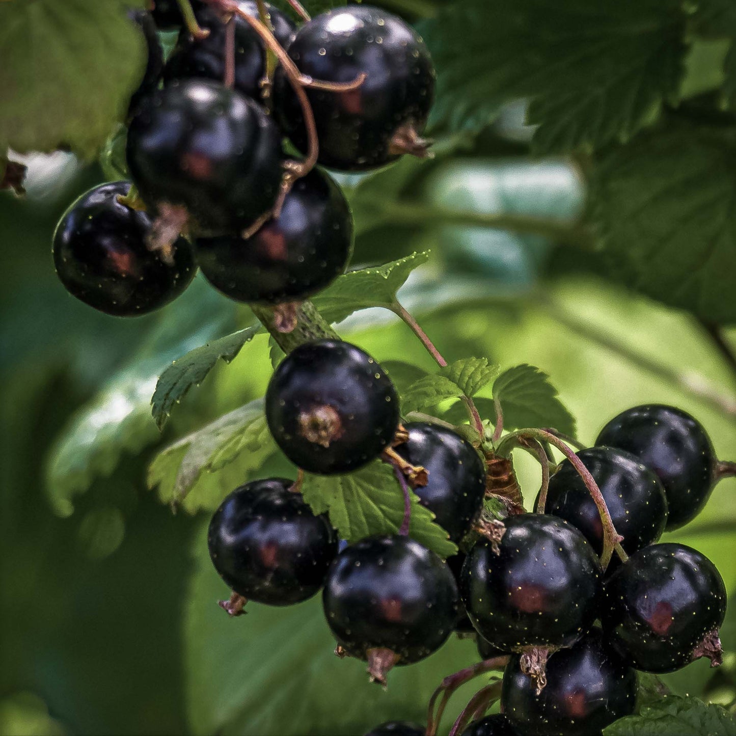 Close-up view Consort Black Currant