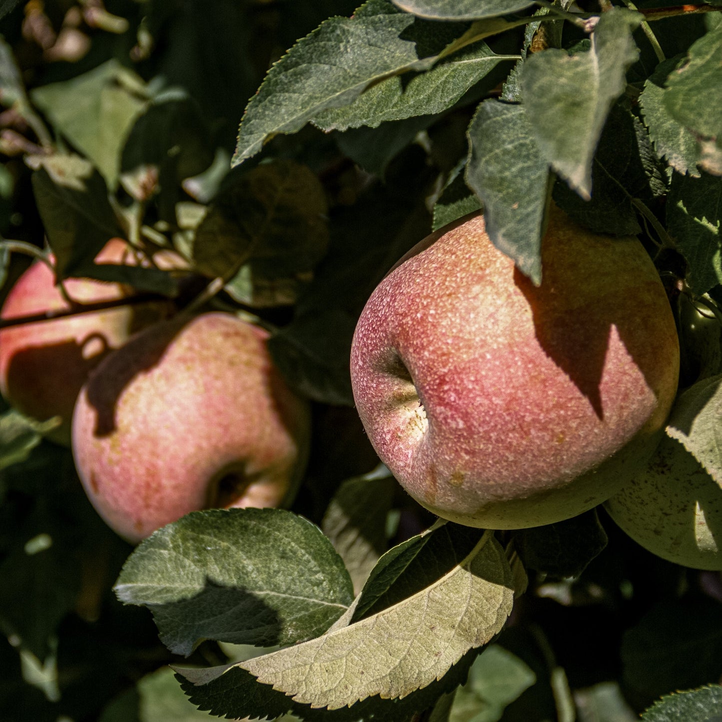 Close-up view of two pink Fuji apples.