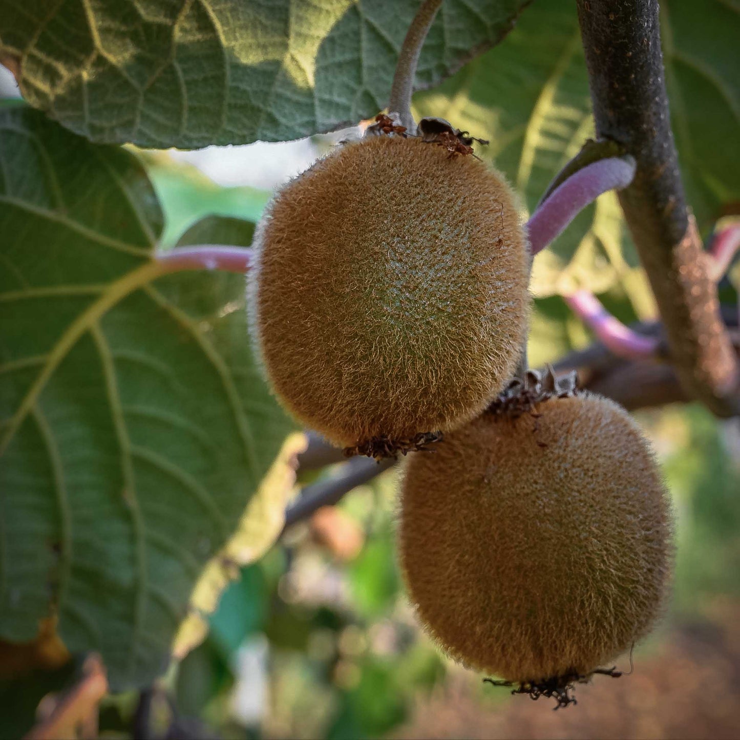 Close-up view Jenny Fuzzy Kiwi.