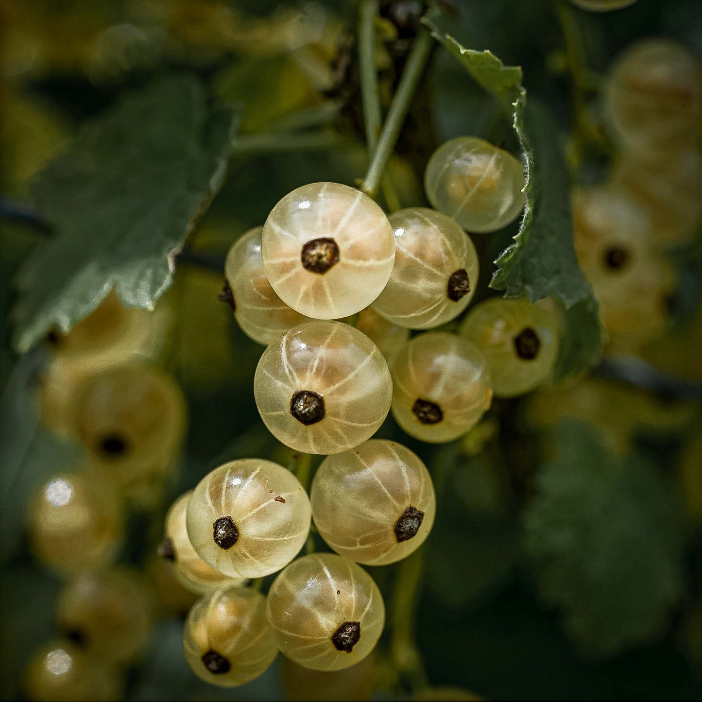 Close-up view Zitavia White Currants.