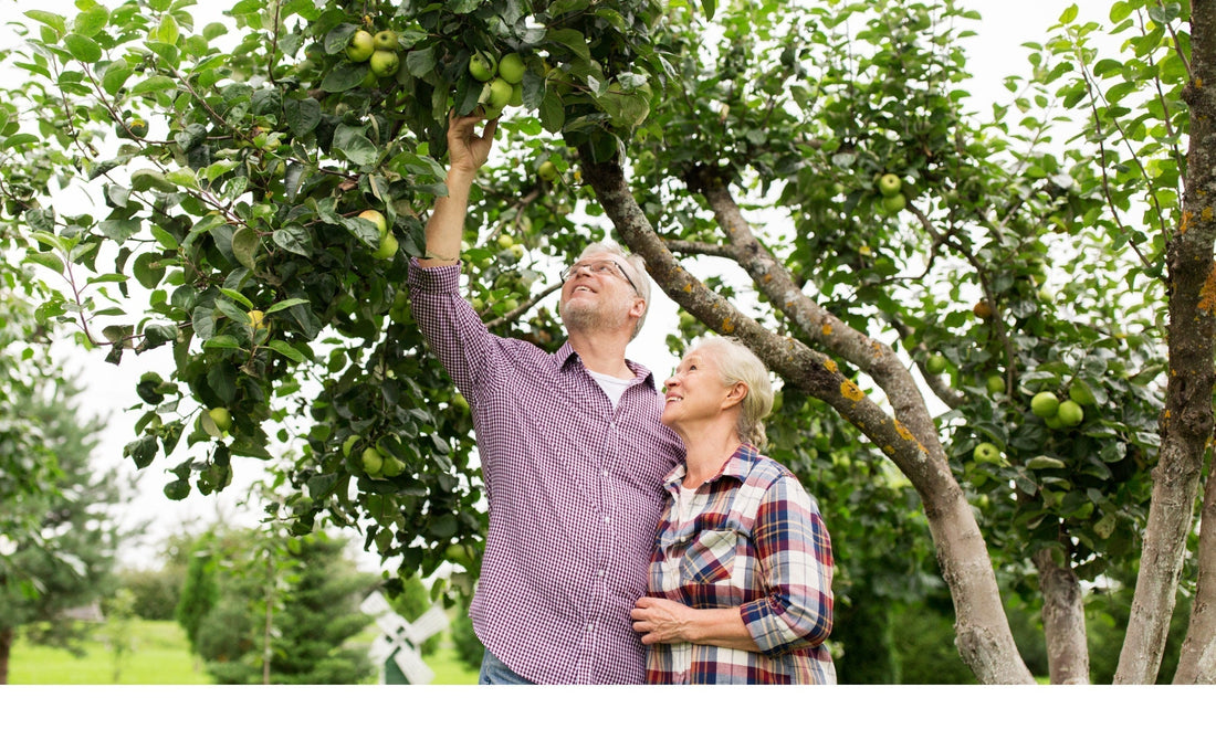 Choosing the Right Fruit Tree Size (Without overthinking it) Fruits