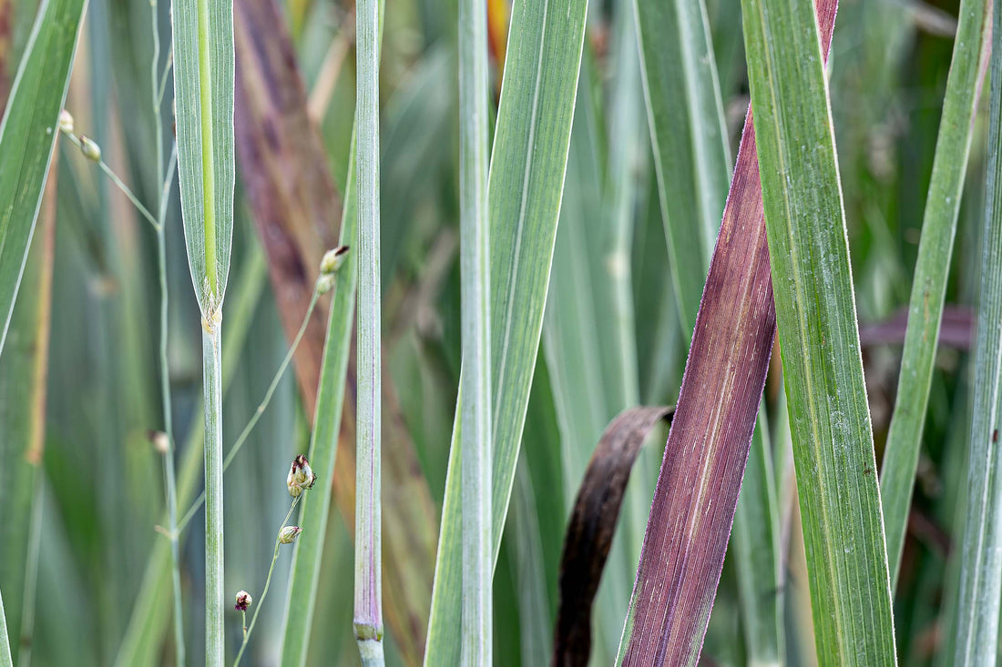 Ornamental Grasses