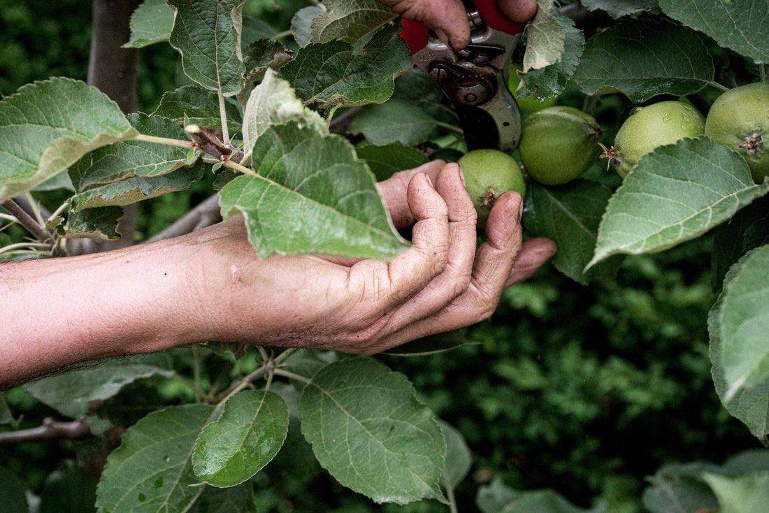 Pruning - The Orchardist Part 3