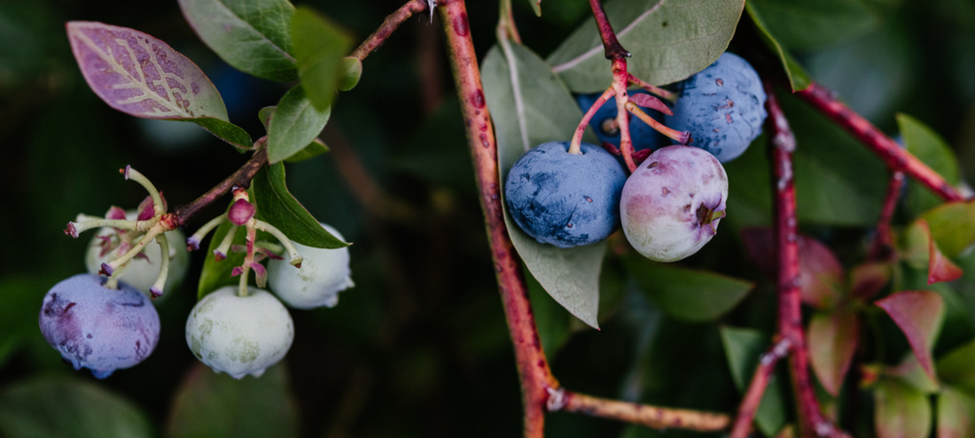 Close up of blueberry plant and fruit. 
