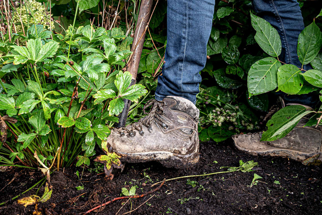 Dividing And Moving Perennials