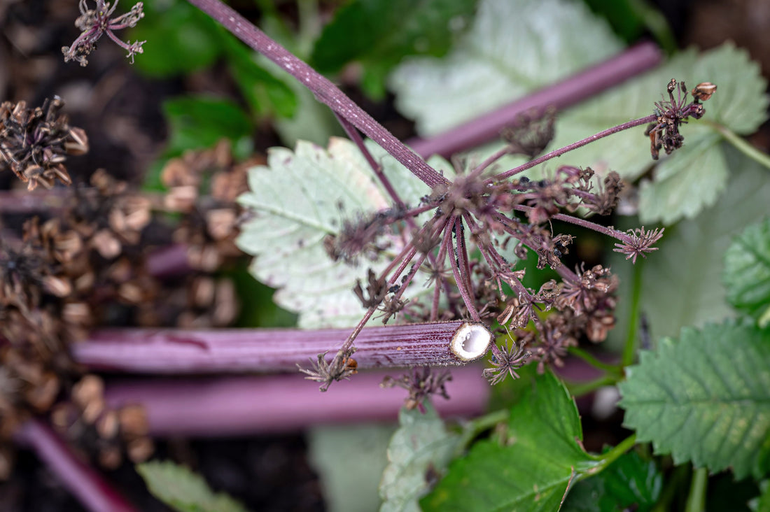 Garden Clean up…wait till spring.