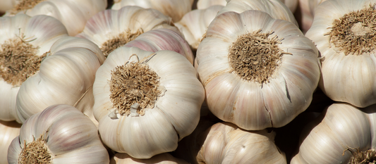 Pile of garlic with soft light. 