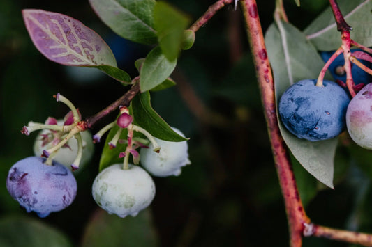 Blueberries