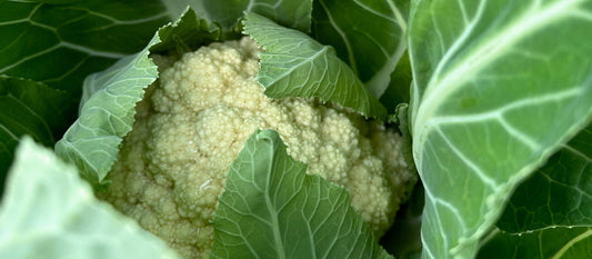 close up image of a cauliflower head 