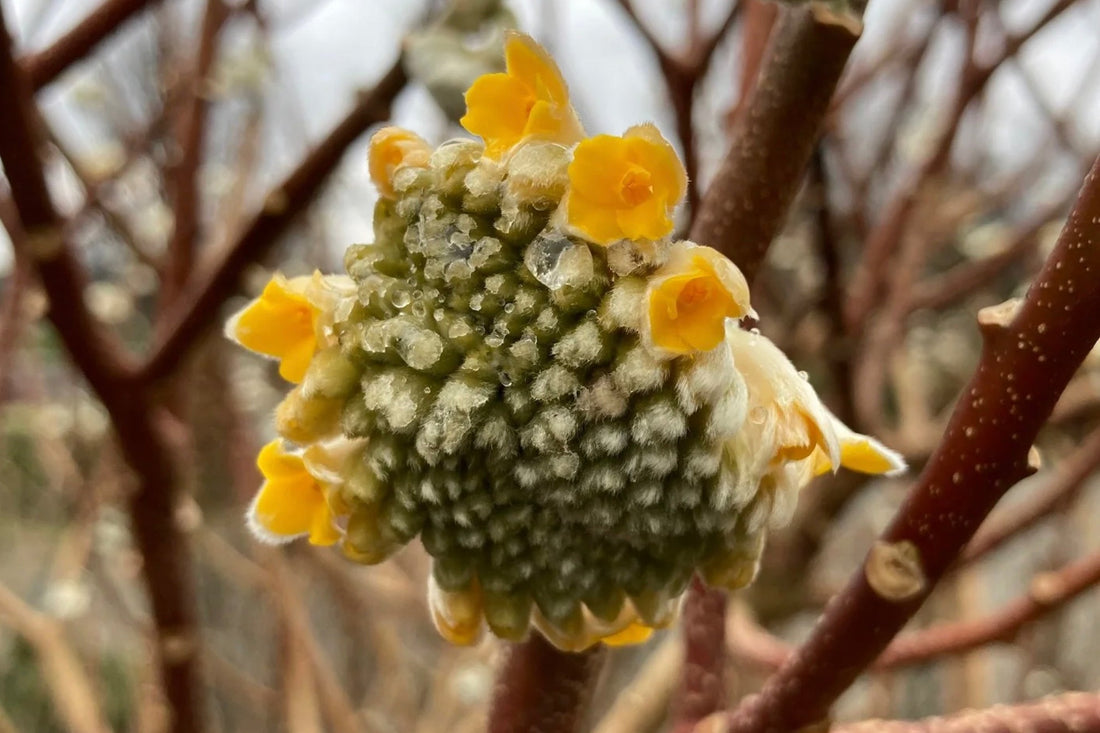 Edgeworthia, well worth it!