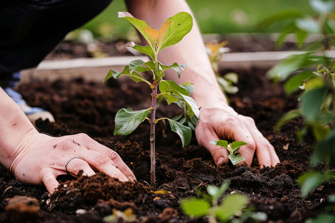 Location And Soil - The Orchardist Part 2