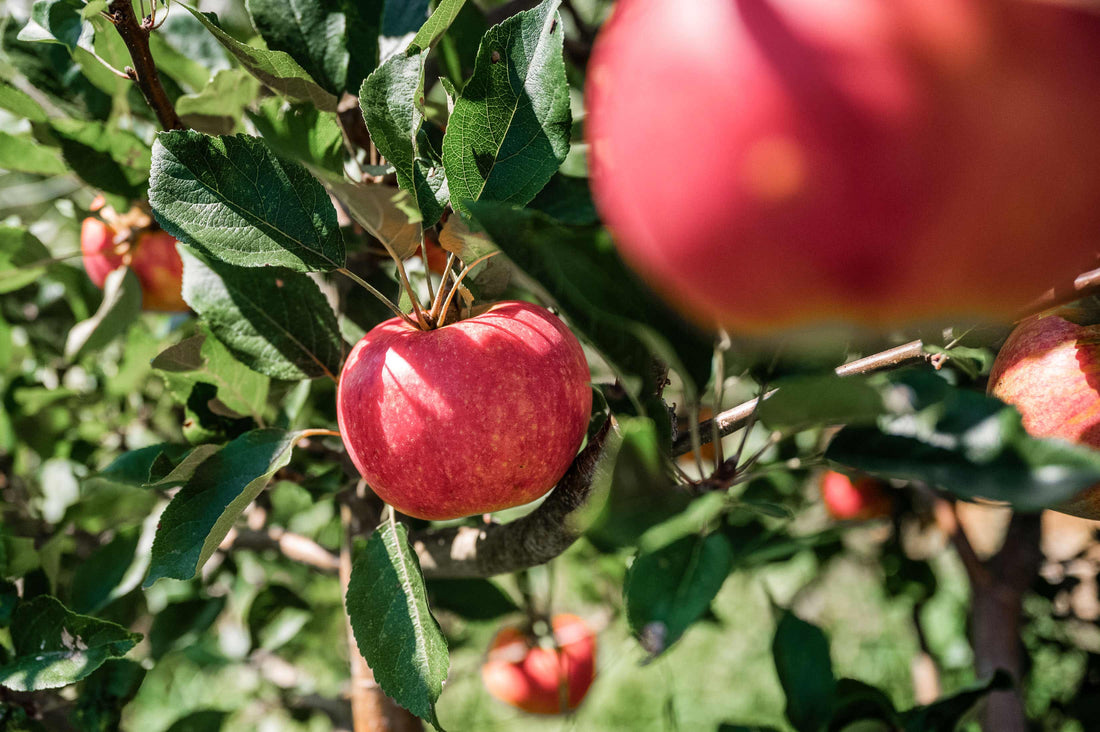 Selecting Fruit Trees -  The Orchardist Part 4