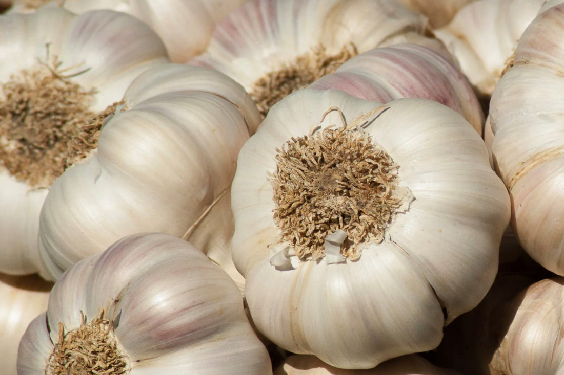 Planting Garlic