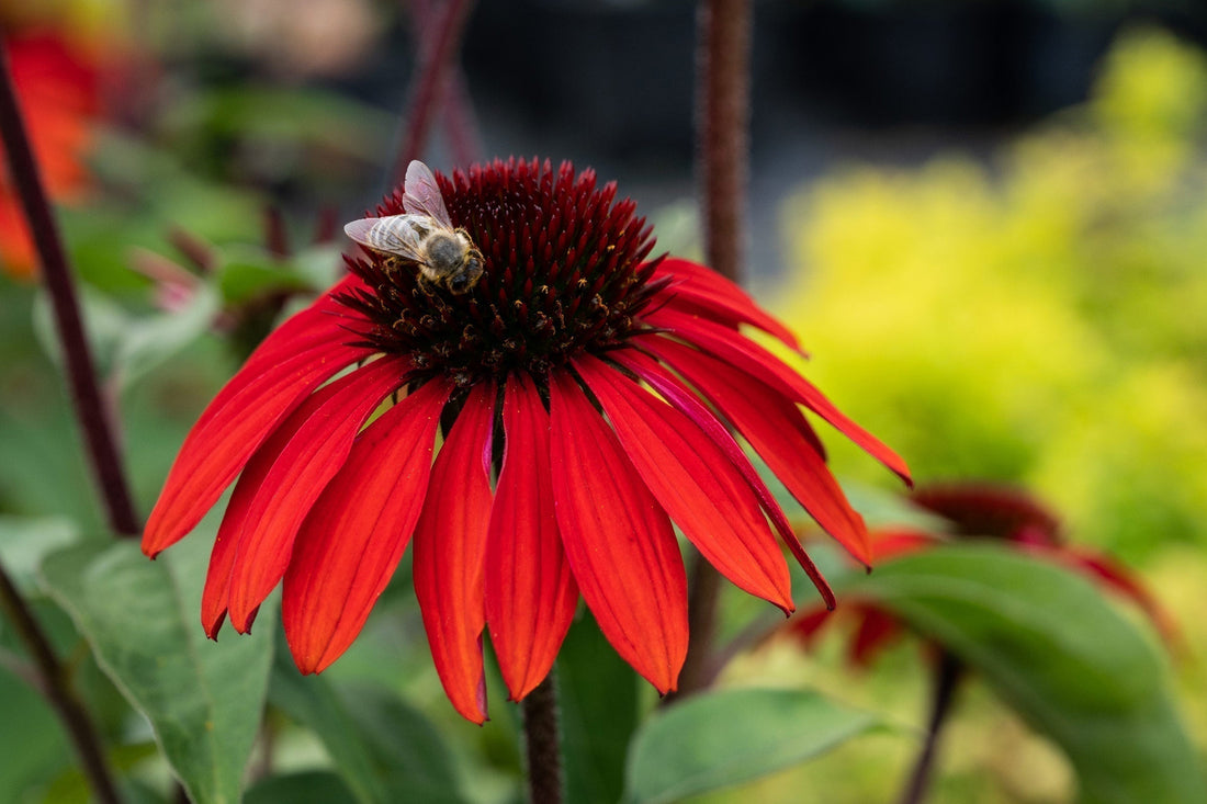 Pollinator Gardens for Nature