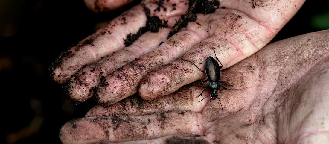 Close up of dirty hands with a small beetle crawling across them. 