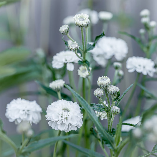 Achillea Ptarmica | Peter Cottontail