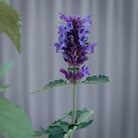 Agastache | Blue Boa