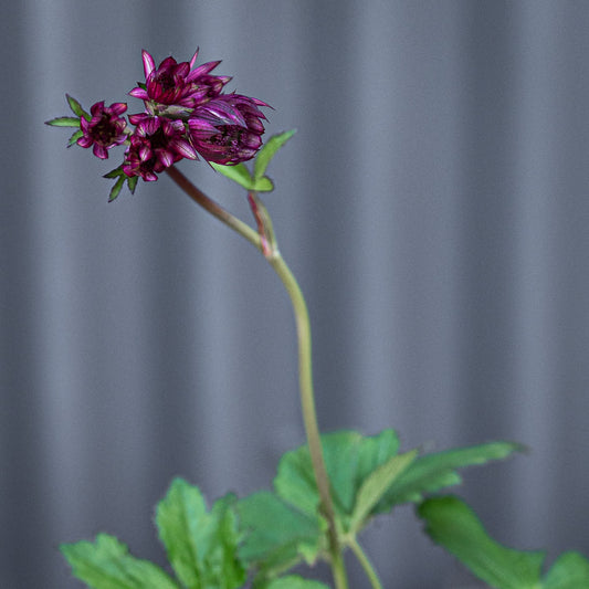 Astrantia Major | Hadspen Blood