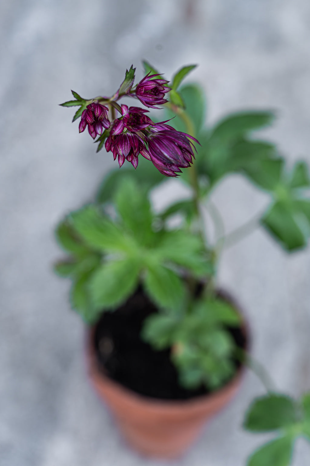 Astrantia Major | Hadspen Blood