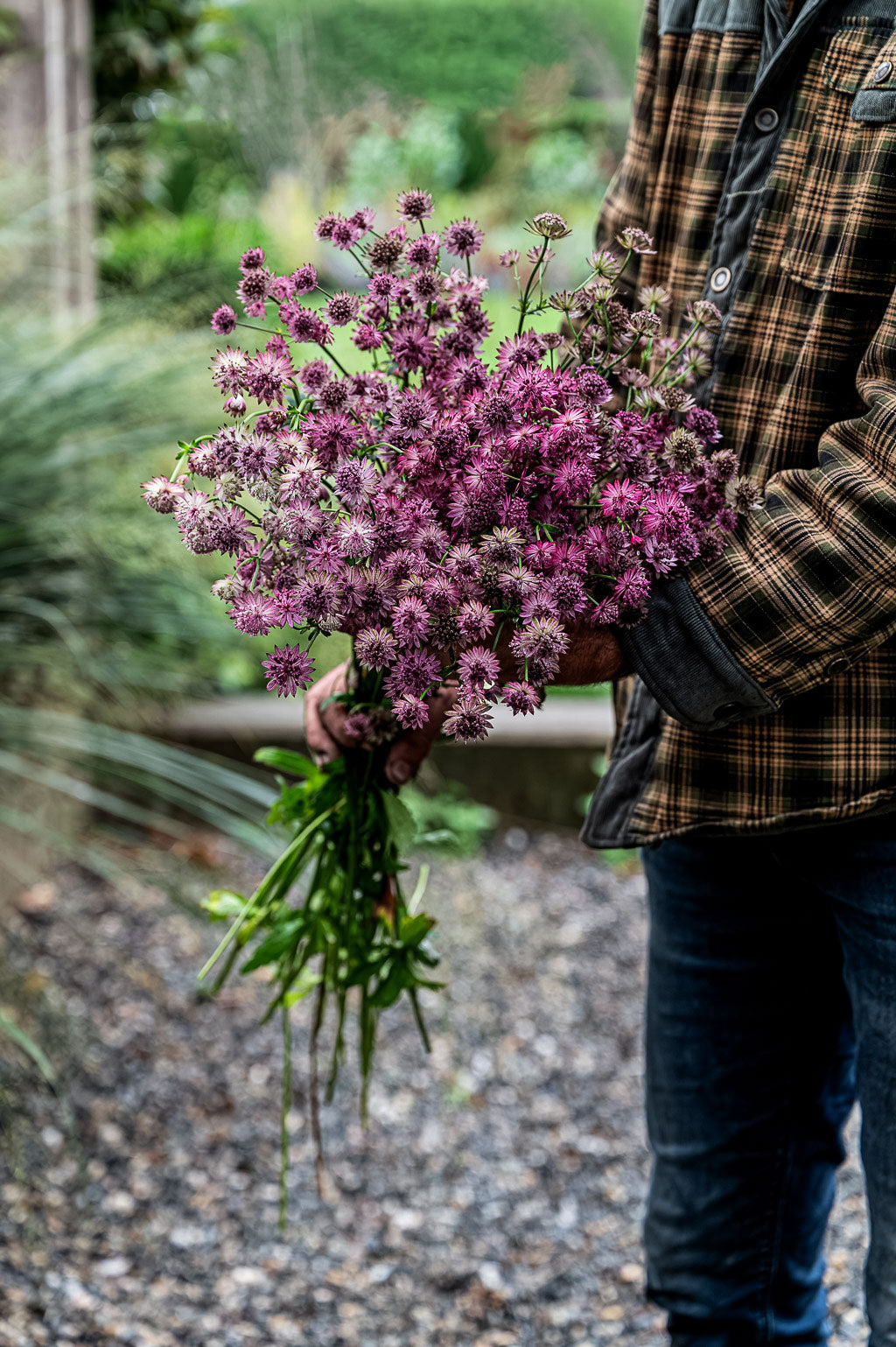 Astrantia Major | Hadspen Blood