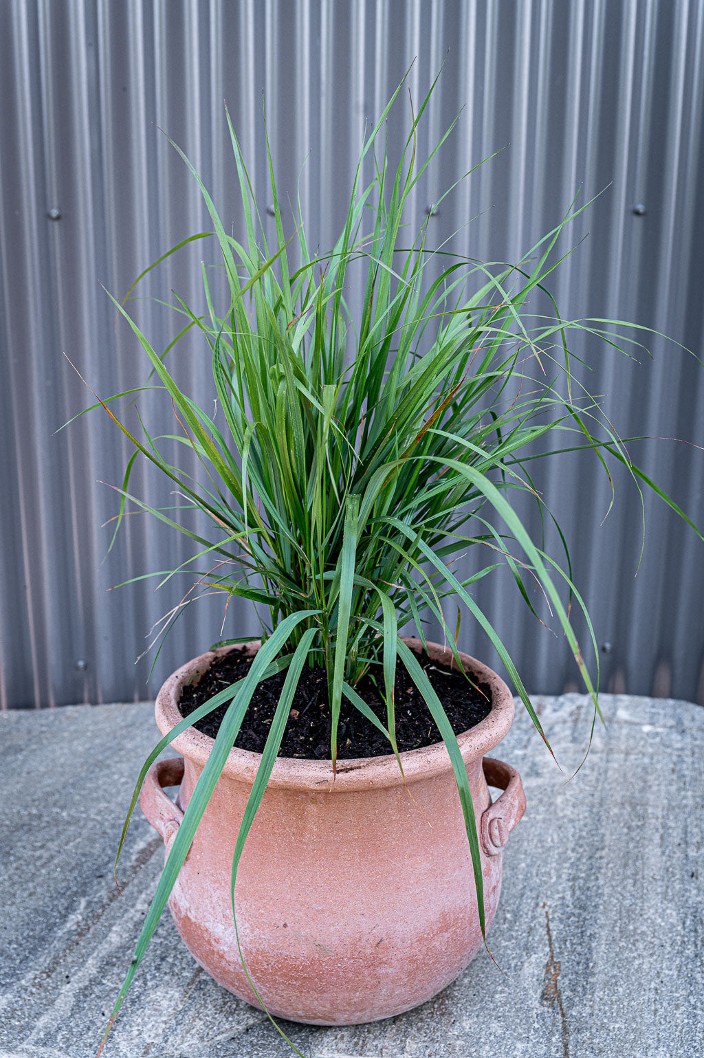 Calamagrostis X Acutiflora | Karl Foerster