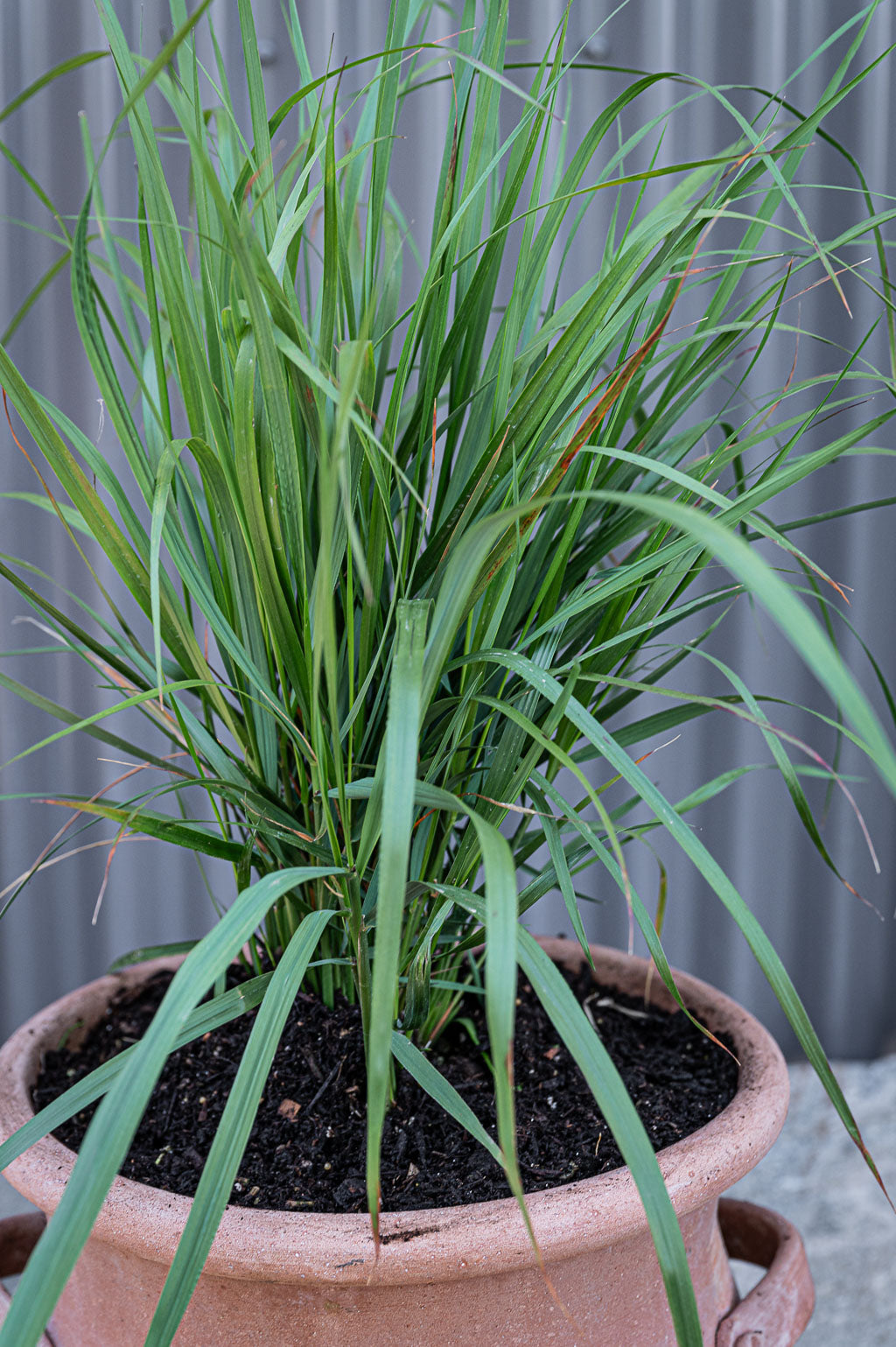 Calamagrostis X Acutiflora | Karl Foerster