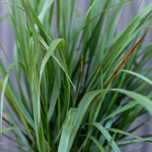 Calamagrostis X Acutiflora | Karl Foerster