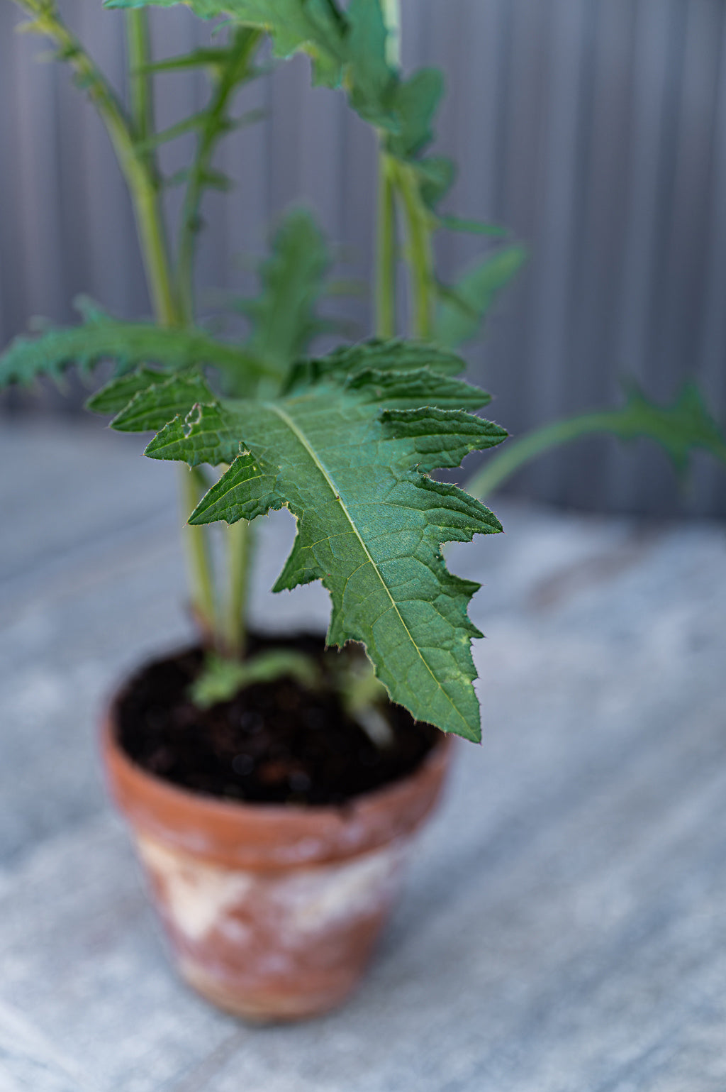 Cirsium Rivulare | Atropurpureum