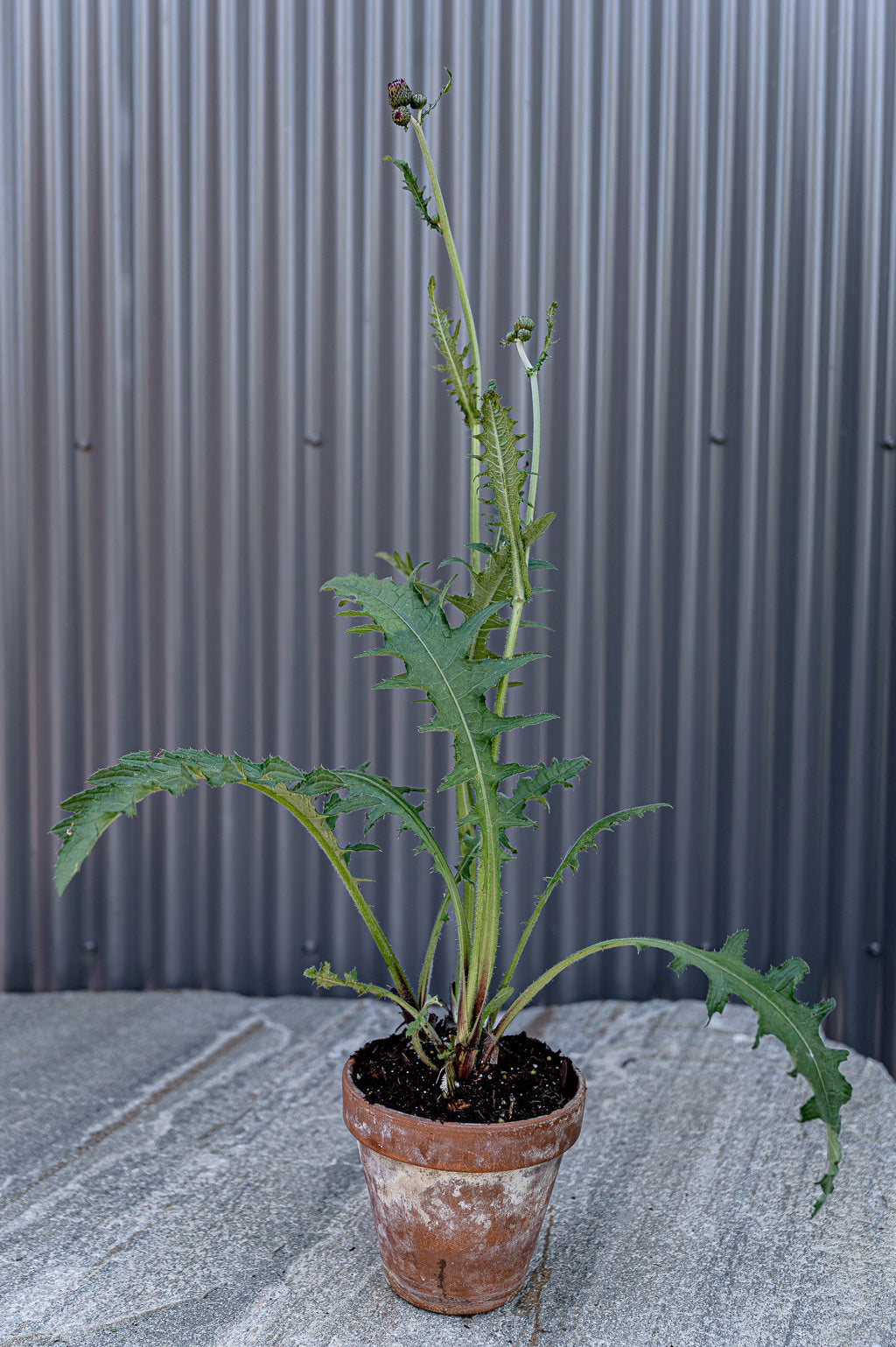 Cirsium Rivulare | Atropurpureum