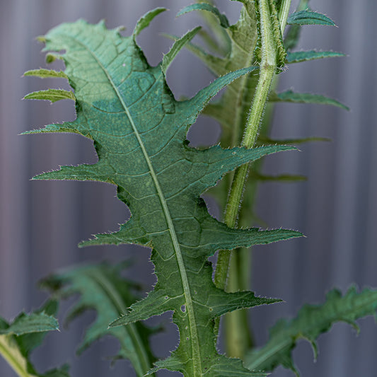 Cirsium Rivulare | Atropurpureum