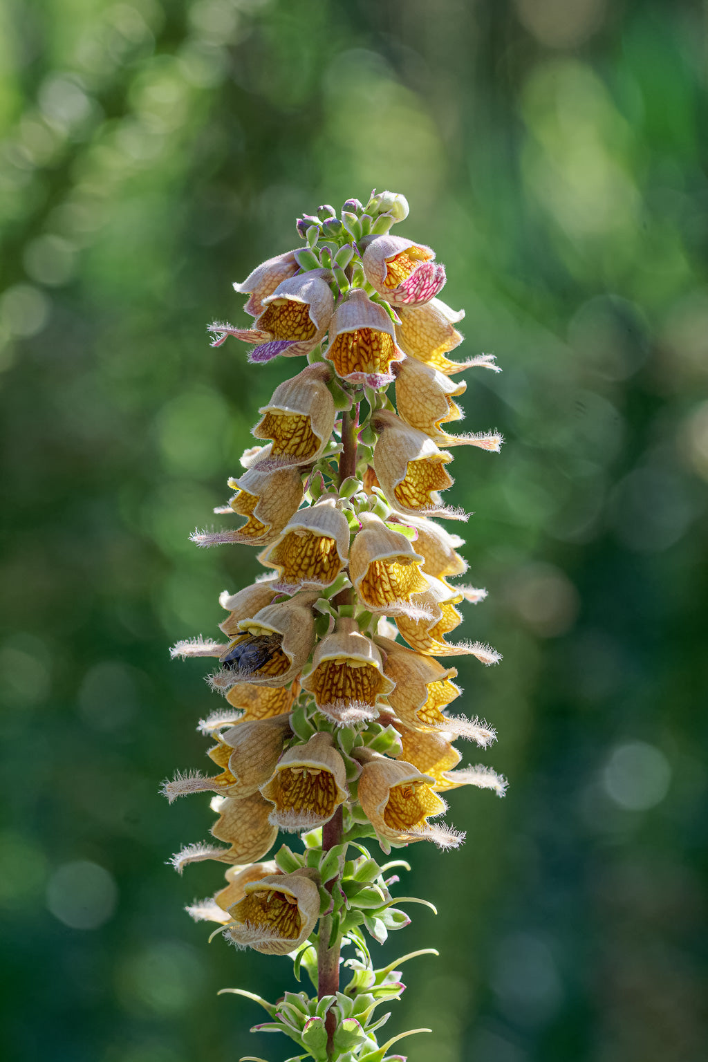 Digitalis Ferruginea | Rusty Foxglove