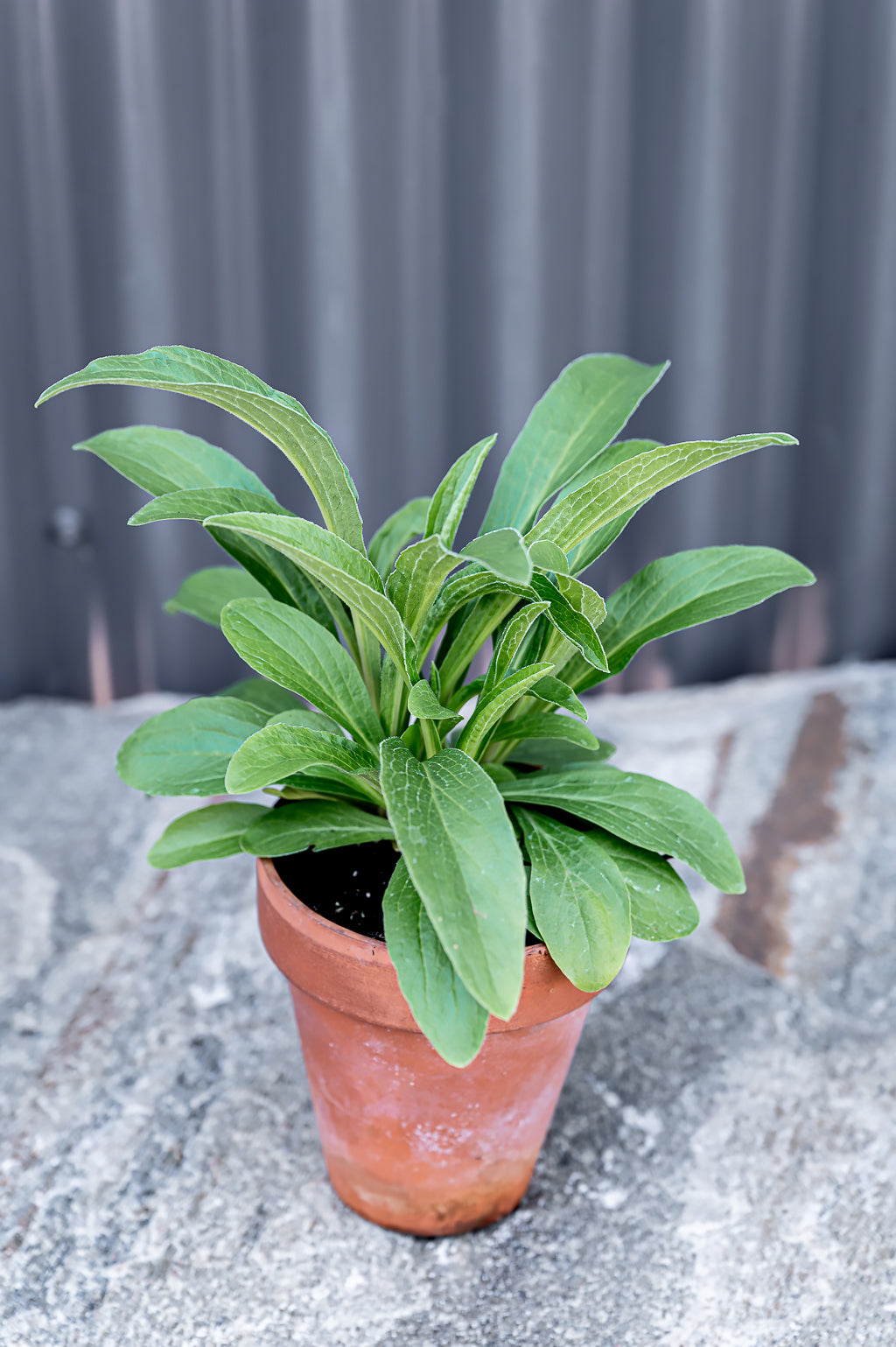 Digitalis Ferruginea | Rusty Foxglove