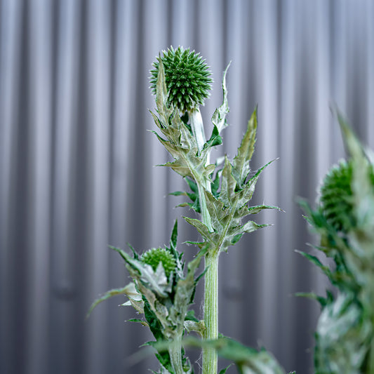 Echinops Sphaerocephalus | Arctic Glow