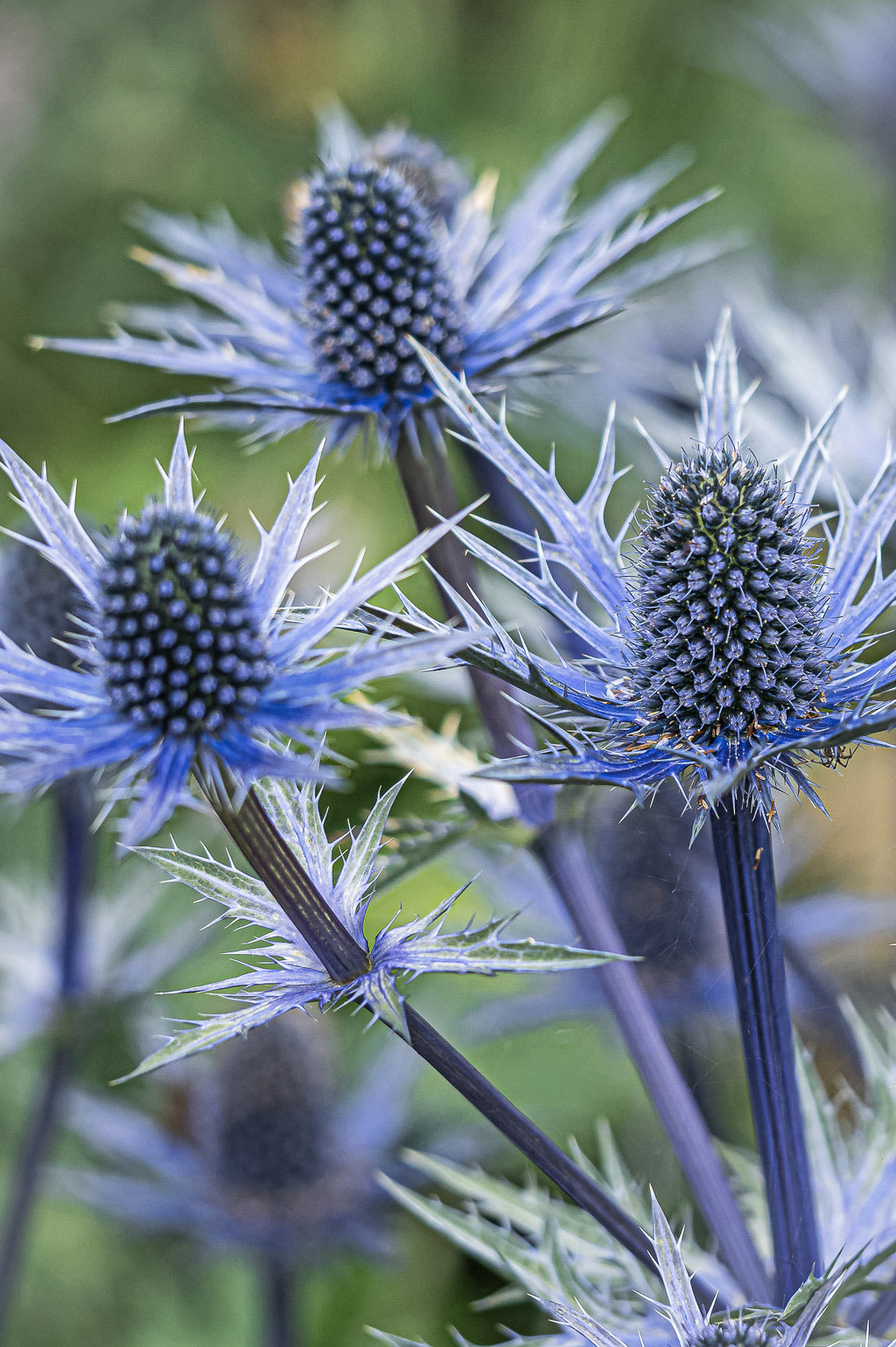 Eryngium Planum | Blue Hobbit