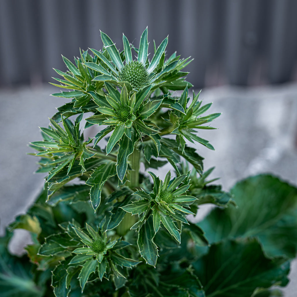 Eryngium Planum | Blue Hobbit