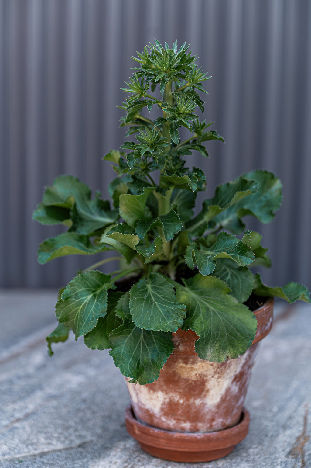 Eryngium Planum | Blue Hobbit